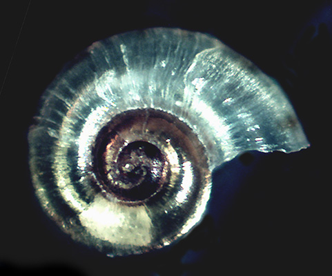 Skeneopsis planorbis?